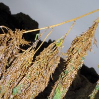 Wireweed
